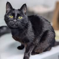 Photo of Little Darling