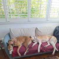 Photo of Billy, The Greyhound