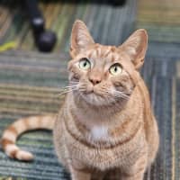 Photo of Pudding