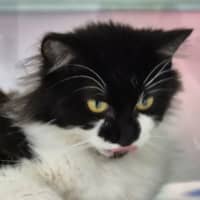 Photo of Marshmellow