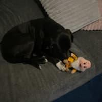 Photo of Peppa   4 Year Old Great Dane X Mastiff