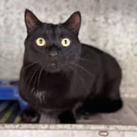 Photo of Loki