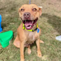 Photo of Goldie