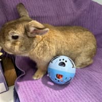 Photo of Strawberry And Popcorn 