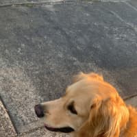 Photo of Harvey