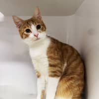 Photo of Mum Sua013024 & Ginger Ninja Sua013023