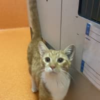 Photo of Mercutio