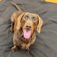 Photo of Dusty