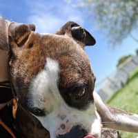 Photo of Tank
