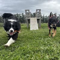 Photo of Banjo