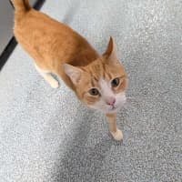 Photo of Waffles
