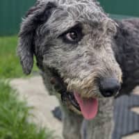 Photo of Perseus