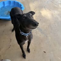 Photo of Theodore The Greyhound