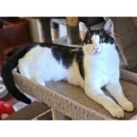 Photo of 12140   Batgirl