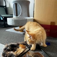 Photo of Cheddar