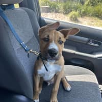 Photo of Archie (0044)