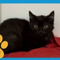 Photo of Pickles
