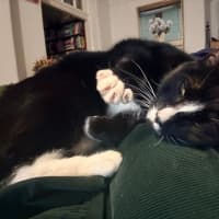 Photo of Claude
