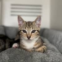 Photo of Crumble & Doughie  Meet Us @ Petstock Double Bay!