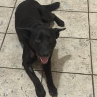 Photo of Bear   14 Month Old Labrador X