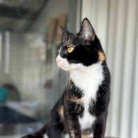 Photo of Indi