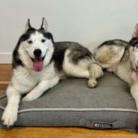 Photo of Digga & Shadow