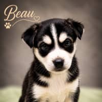 Photo of Beau