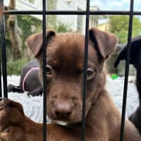 Photo of Fudge