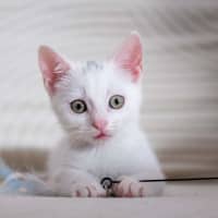 Photo of Pearl