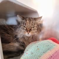 Photo of Kit