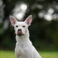 Photo of Casper