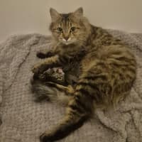 Photo of Willow