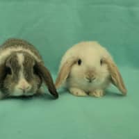 Photo of Lightning / Thunder