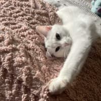 Photo of Lola   In Foster Care In Cranbourne