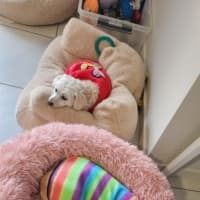 Photo of Zo Zo   1 Year Old Jack Russell X Kelpie