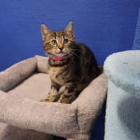 Photo of Stella