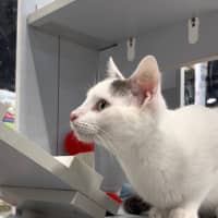 Photo of Diesel