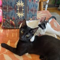 Photo of Sir Cuddles A Lot   6 Month Old Domestic Sh