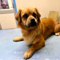 Photo of Barney