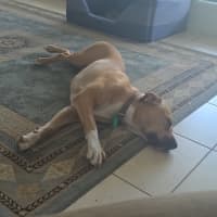 Photo of Rosie