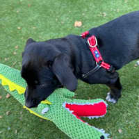 Photo of Koda