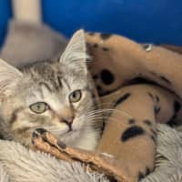 Photo of Bluey
