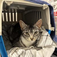 Photo of Athena