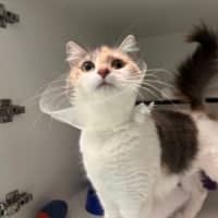 Photo of Izzy