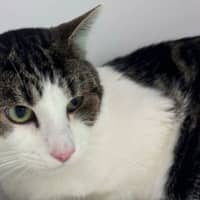 Photo of Winston