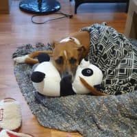 Photo of Frankie