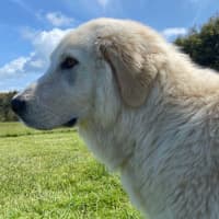 Photo of Lollie