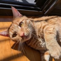 Photo of Ralphie 