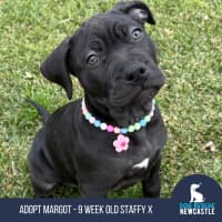 Photo of Margot   9 Week Old Staffy X Boston Terrier