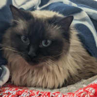 Photo of Fleas Witherspoon (Fleur)